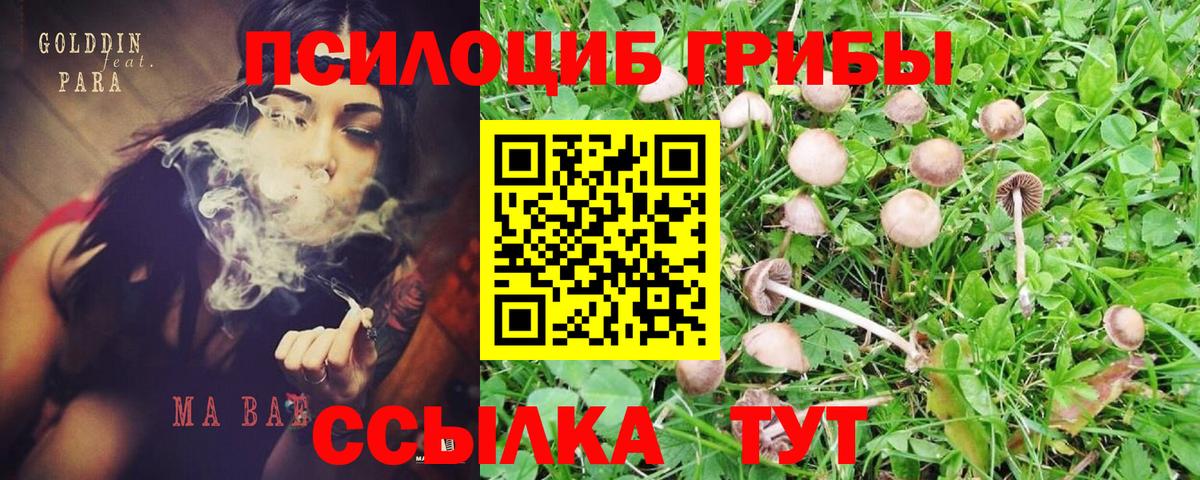 Галлюциногенные грибы прущие грибы  Вход с VPN  Фурманов 